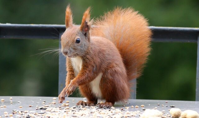 squirrel, calibration hangover, animal, rodent, nature, fur, wildlife, mammal, cute