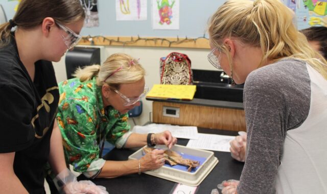 science, class, dissect, lab, laboratory, classroom, student, school, education, science lab, learning, scientific, research, studying, experiment, pupil, teacher, brown school, brown education, brown learning, brown science, brown study, brown classroom, brown research, brown studying, brown lab, brown laboratory, dissect, dissect, dissect, dissect, dissect, laboratory, science lab, science lab, science lab, teacher, teacher, teacher