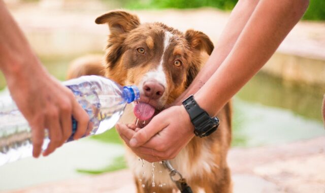 dog, helping dog, thirsty dog, animal, help, pet, domestic, friendship, person, care, puppy, cute, canine, assistance, rescue, female, woman, hand, eye, support, professional, sight, guide, assisting, helper, human, nature, lead, safety, helping, water, labrador, work, aid, city, worker, man, young, skills, see, handler, leash, retriever, male