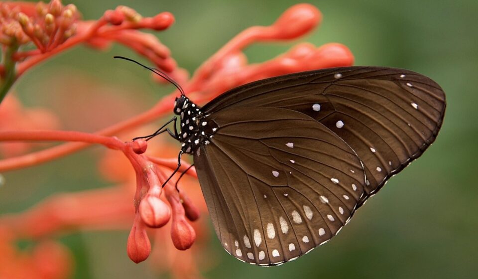 butterfly, insect, animal, striped core butterfly, common crow butterfly, euploea core, butterfly wings, winged insect, lepidoptera, entomology, fauna, nature, close up, insect, animal, animal, animal, animal, animal, nature, nature, nature