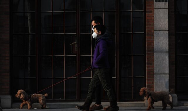mask, walk, dog, animal, pet, new normal, virus, pandemic, covid, safey