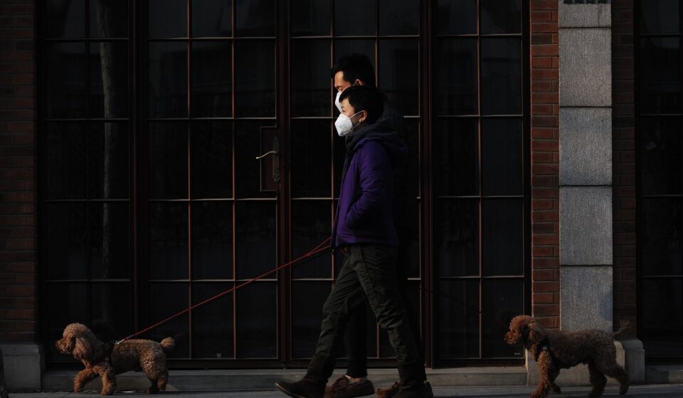 mask, walk, dog, animal, pet, new normal, virus, pandemic, covid, safey