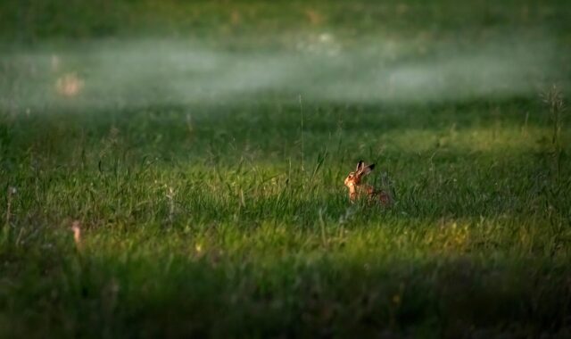 rabbit, grass, meadow, hare, animal, mammal, wildlife, fog, forest, nature, animals in the wild, beauty in nature, rabbit, rabbit, rabbit, rabbit, rabbit