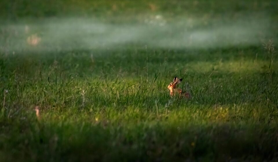 rabbit, grass, meadow, hare, animal, mammal, wildlife, fog, forest, nature, animals in the wild, beauty in nature, rabbit, rabbit, rabbit, rabbit, rabbit