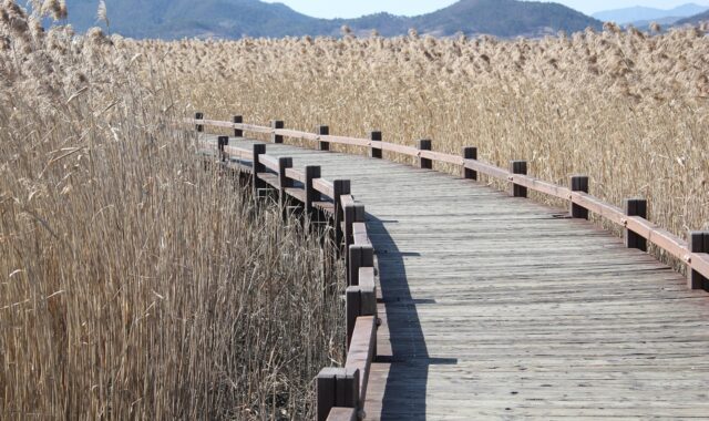 reed, curve method, wooden path, bent, nature