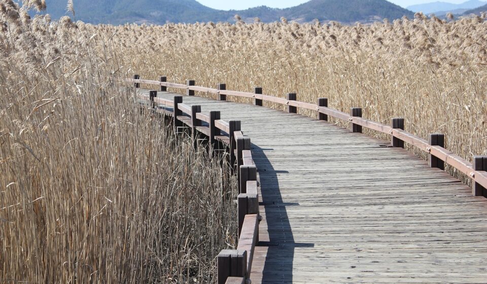 reed, curve method, wooden path, bent, nature