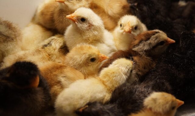 chickens, incubator, brood, poultry, nature, close up, baby birds, yellow, brown, chickens, chickens, chickens, chickens, chickens, incubator, poultry, poultry, poultry, poultry, poultry
