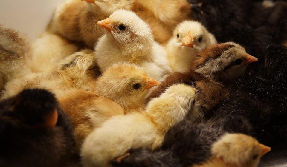 chickens, incubator, brood, poultry, nature, close up, baby birds, yellow, brown, chickens, chickens, chickens, chickens, chickens, incubator, poultry, poultry, poultry, poultry, poultry