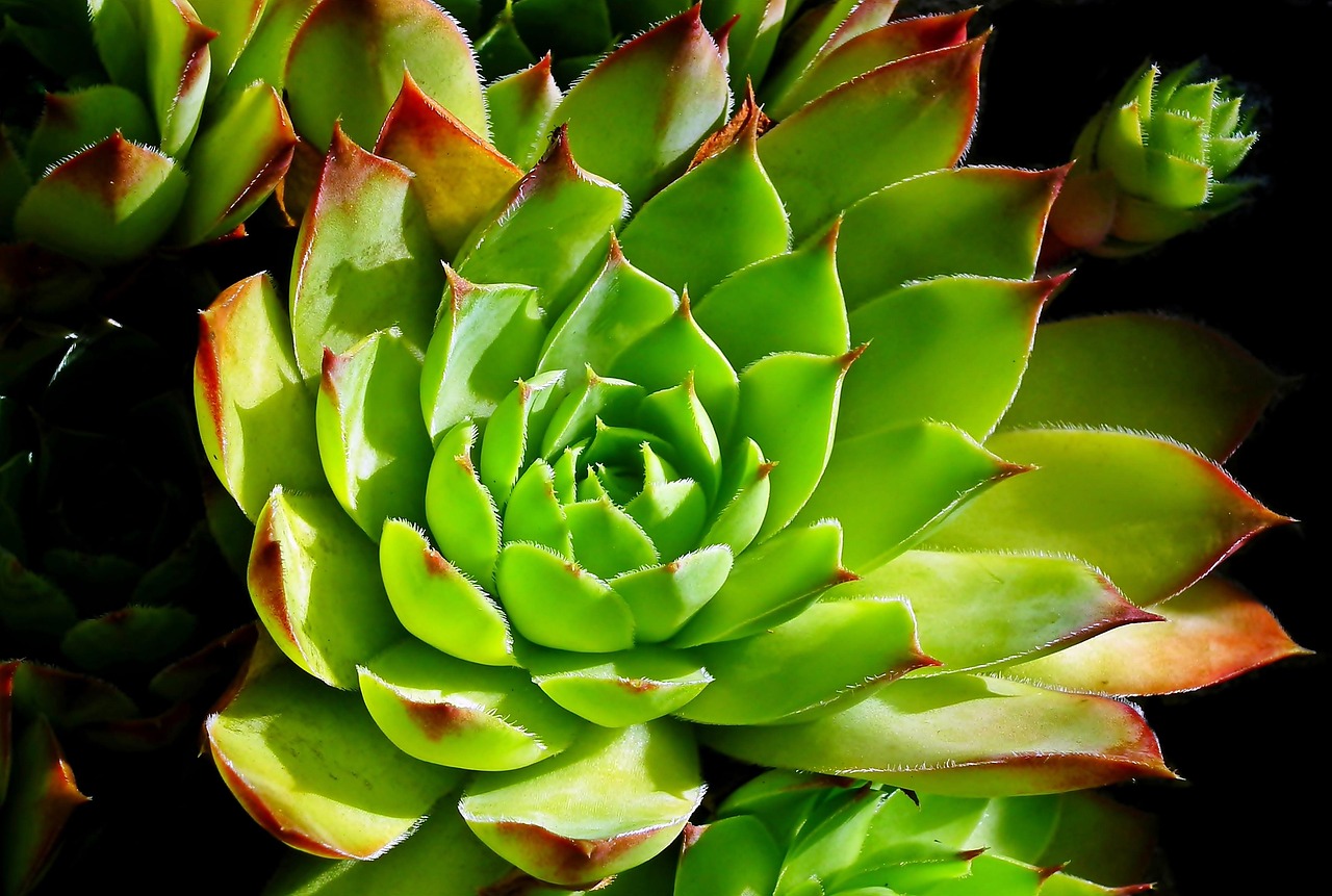 you can, for example, plants, nature, macro, juicy, garden, green, rosette, closeup, rockery