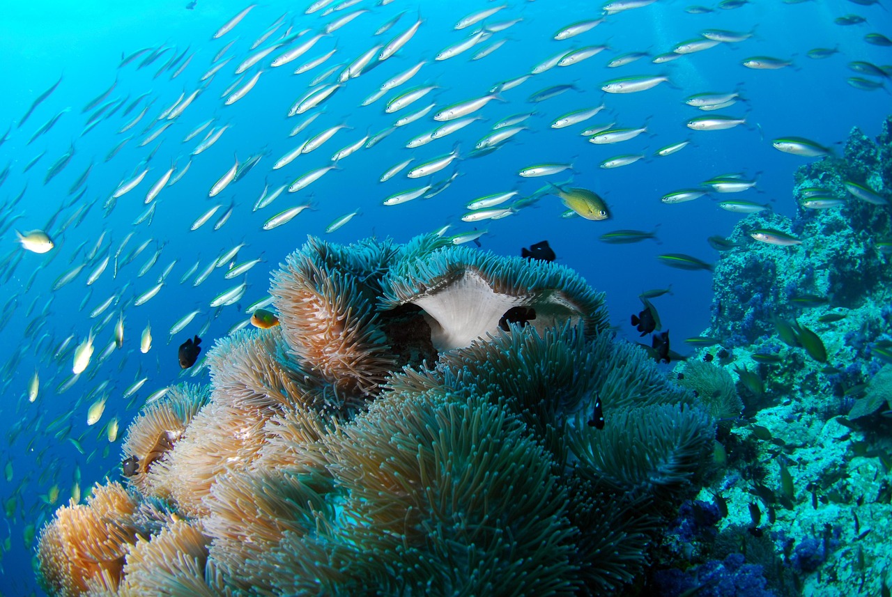 diving, underwater, nature, ocean, self-contained breathing apparatus