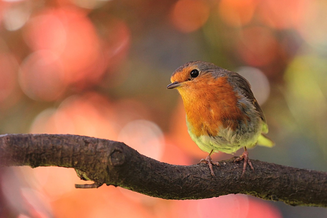 robin, bird, nature, on ast, in the garden