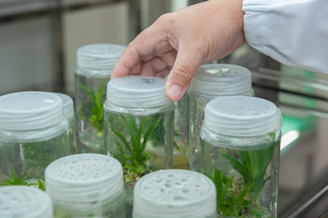 plant tissue culture facility, biotechnology research institute, universiti malaysia sabah