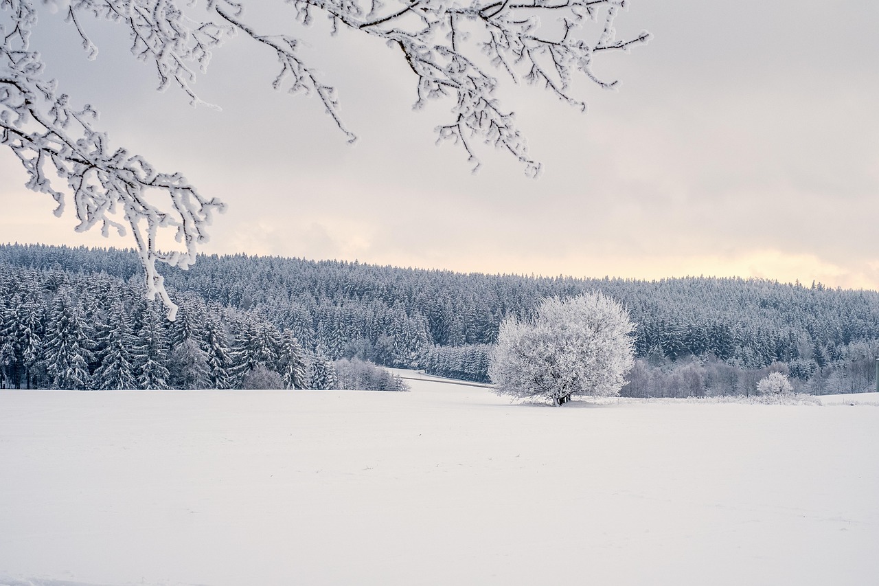trees, snow, winter, landscape, covered in snow, nature, winter landscape, sunset, cold, icy, snow, winter, landscape, landscape, landscape, landscape, landscape, winter landscape