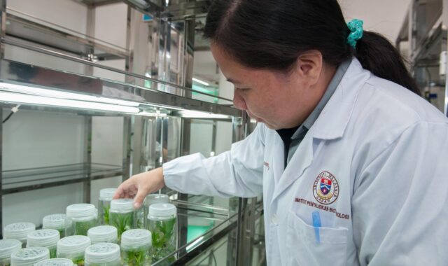 plant tissue culture facility, biotechnology research institute, universiti malaysia sabah