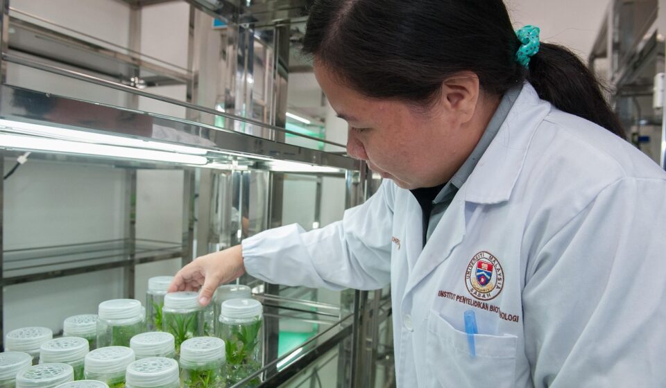 plant tissue culture facility, biotechnology research institute, universiti malaysia sabah