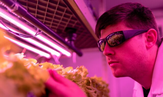 engineer, engineering, pink, indoorfarm, farming, agriculture, environment, lettuce, crops, uv, sunglasses, science, research, farm