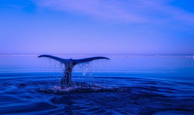 sea, humpback whale, nature, tail, ocean, water, breaching, fin, beautiful, sky, blue sky, blue water, blue sea, blue ocean