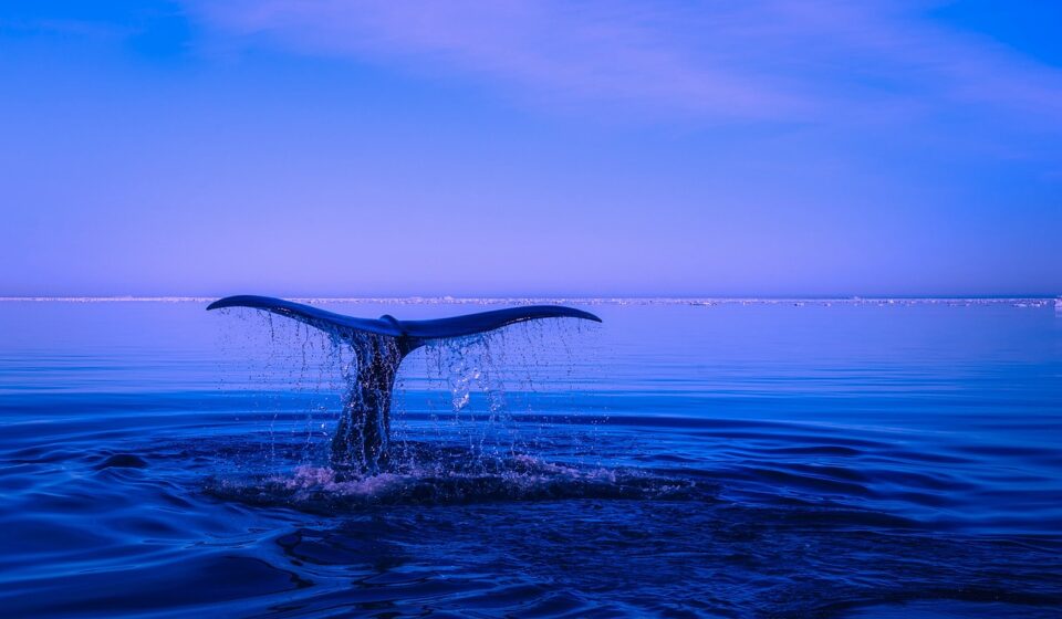 sea, humpback whale, nature, tail, ocean, water, breaching, fin, beautiful, sky, blue sky, blue water, blue sea, blue ocean