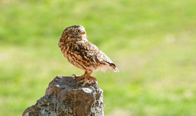 little owl, bird, nature, small, animal, owl