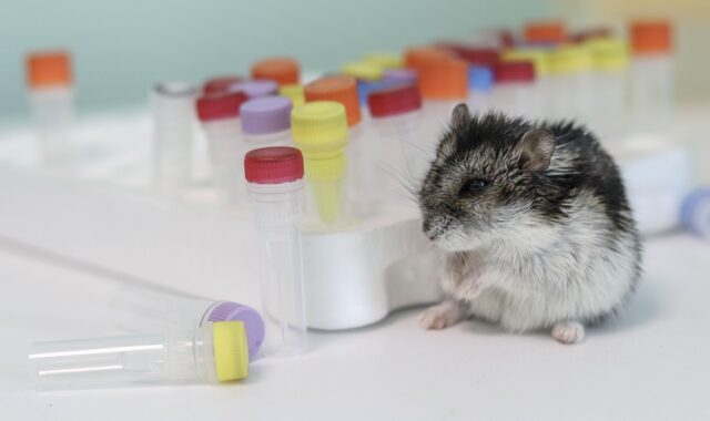 hamster, 4k wallpaper 1920x1080, background, free background, pcr tube, tubes, 4k wallpaper, tube, beautiful wallpaper, windows wallpaper, cool backgrounds, vial, laptop wallpaper, full hd wallpaper, test tube, hd wallpaper, free wallpaper, mac wallpaper, scholarship, desktop backgrounds, wallpaper hd, wallpaper 4k, scientific discovery, scientific illustration, scientific icons, scientific method