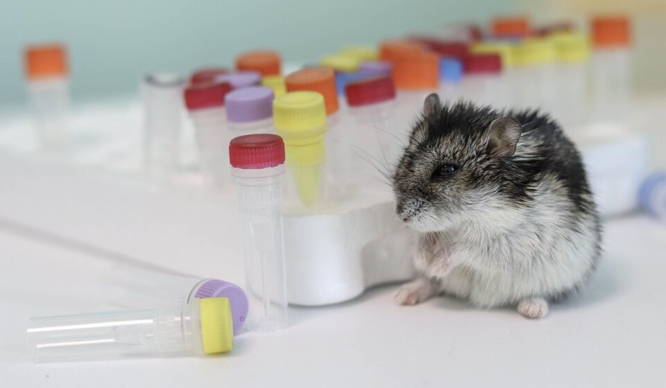 hamster, 4k wallpaper 1920x1080, background, free background, pcr tube, tubes, 4k wallpaper, tube, beautiful wallpaper, windows wallpaper, cool backgrounds, vial, laptop wallpaper, full hd wallpaper, test tube, hd wallpaper, free wallpaper, mac wallpaper, scholarship, desktop backgrounds, wallpaper hd, wallpaper 4k, scientific discovery, scientific illustration, scientific icons, scientific method