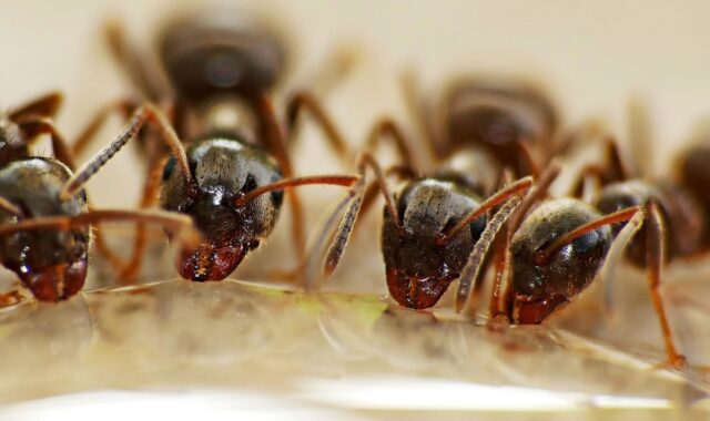 ants, water, insects, hard working, raindrop, water absorption, nature, drink
