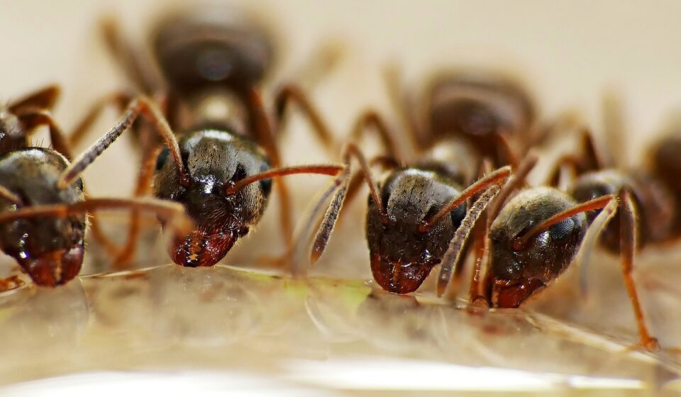 ants, water, insects, hard working, raindrop, water absorption, nature, drink