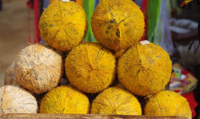 lab, palm, pongal, leap day, pongal, pongal, pongal, pongal, pongal