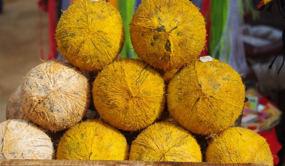 lab, palm, pongal, leap day, pongal, pongal, pongal, pongal, pongal
