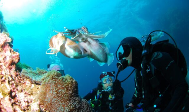 diving, nature, underwater, ocean, self-contained breathing apparatus