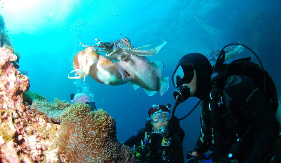 diving, nature, underwater, ocean, self-contained breathing apparatus