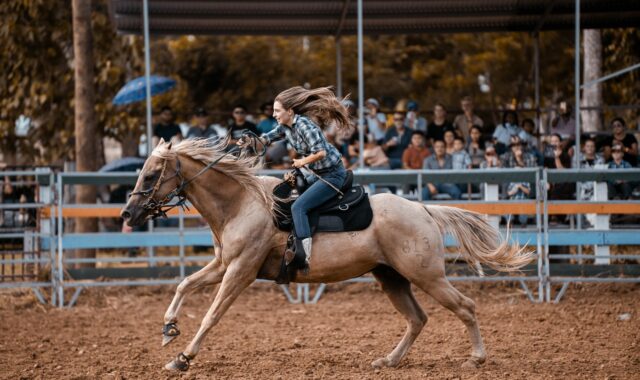 horse, nature, rider, rodeo, cowboy, show, agriculture, animal, livestock