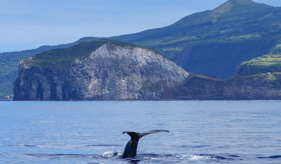 whale, fin, dive, water, nature, azores, sea, island, ocean