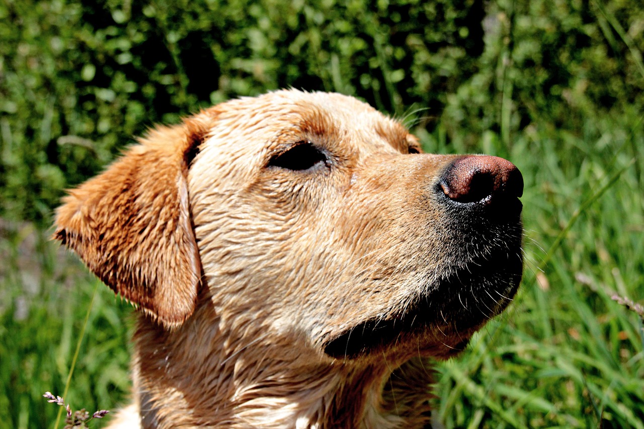 dog, yellow lab, pet, labrador, nature, retriever, purebred, animal, summer, green lab