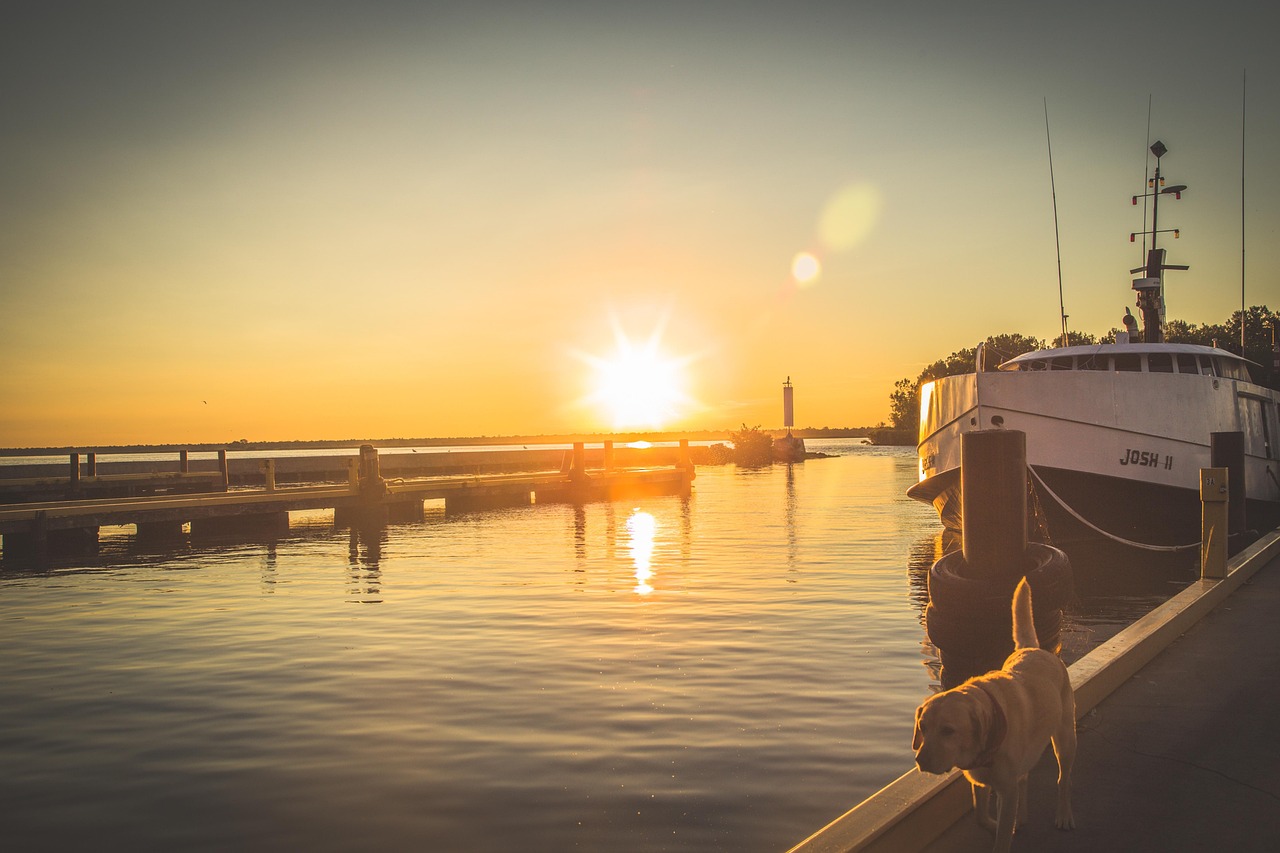 boat, dock, dog, golden lab, animal, pet, yellow, pier, water, lake, nature, morning, outdoors, sunrise, brown lab