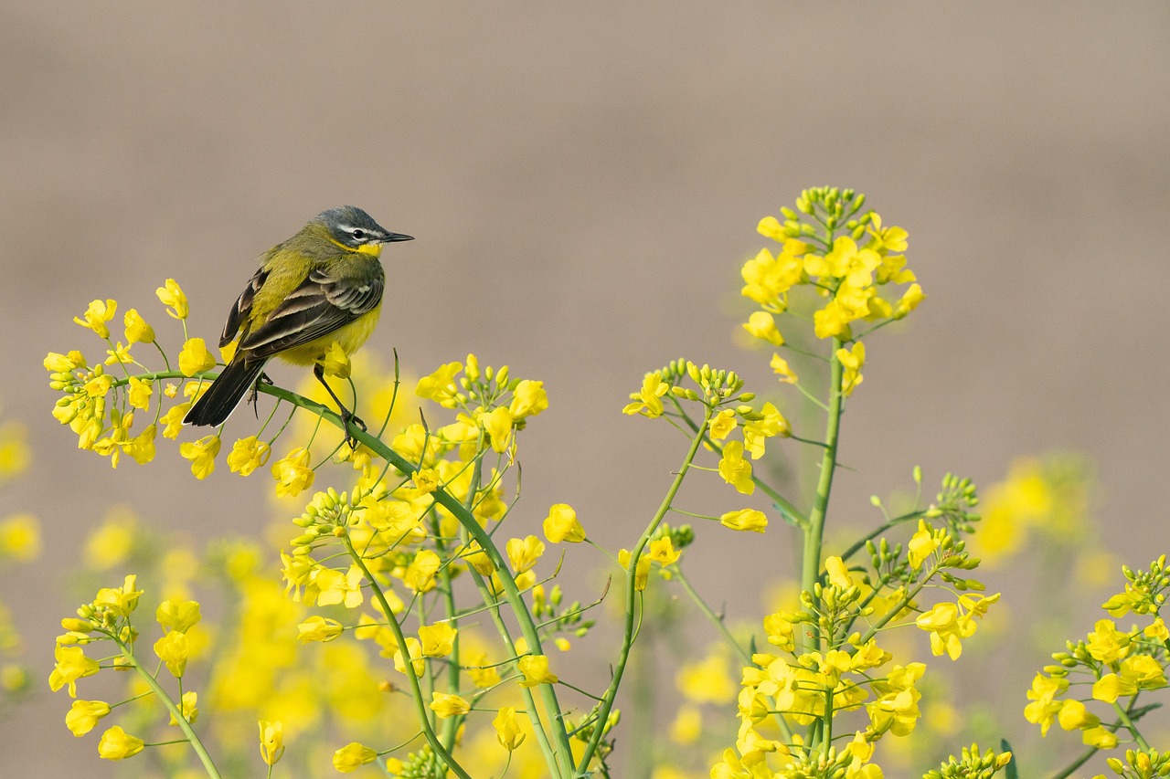 bird, wildlife, nature, flower wallpaper, western yellow wagtail, ornithology, species, flower background, beautiful flowers, fauna, avian, animal, flowers, motacillidae, passerine