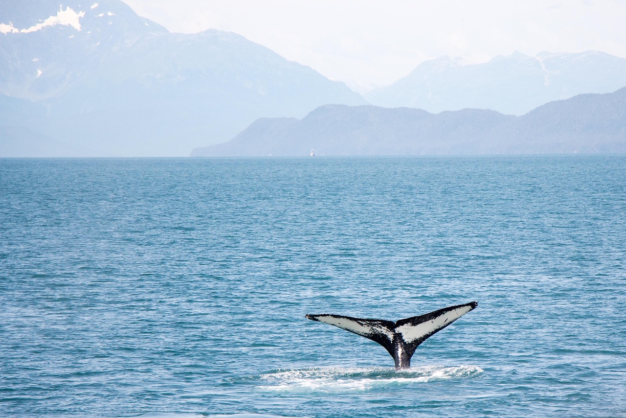 whale, ocean, nature, water, wildlife, mammal, fin, sea, marine, aquatic, splash, bay