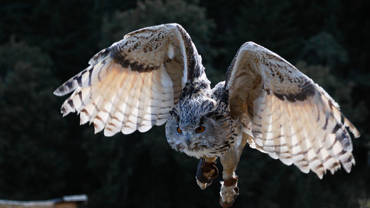 owl, flight, bird, nature, plumage, raptor, owl, owl, owl, owl, owl