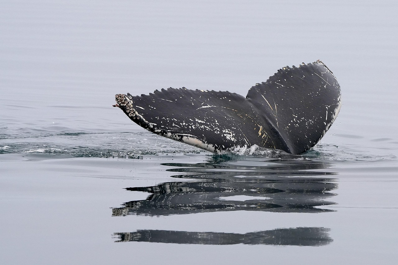 whale, humpback whale, nature, tail fin, ocean, dive, sea