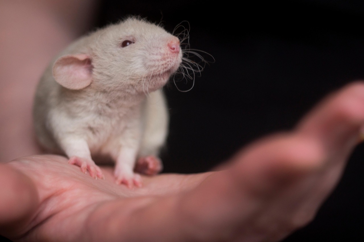 rat, mouse, laboratory, research, rodent, rat, rat, rat, rat, rat, mouse, mouse, mouse, laboratory, laboratory, laboratory
