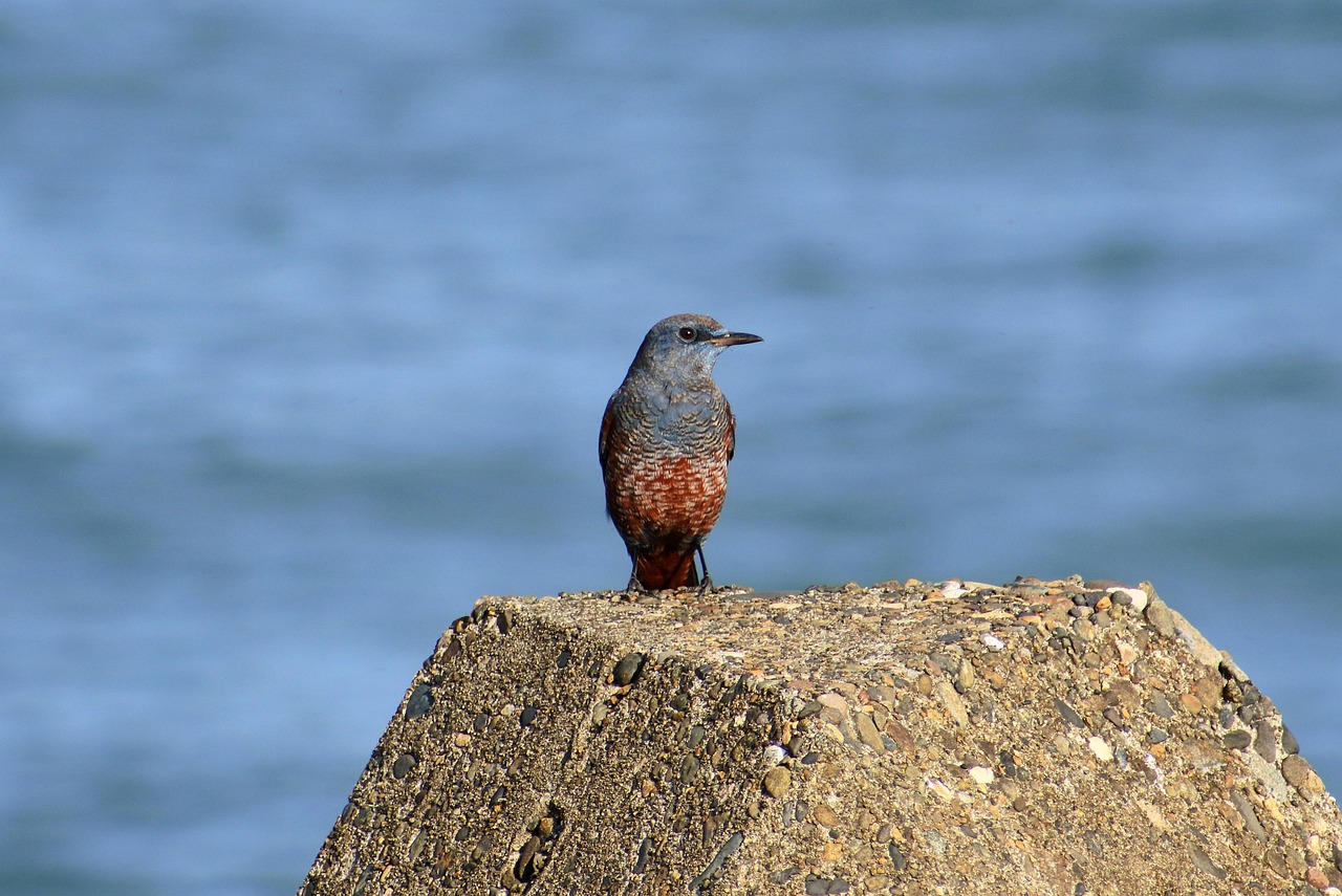 animal, sea, beach, wave, wave off block, wild bird, bird, method bulbul, blue bird, wild animals, nature, natural, landscape